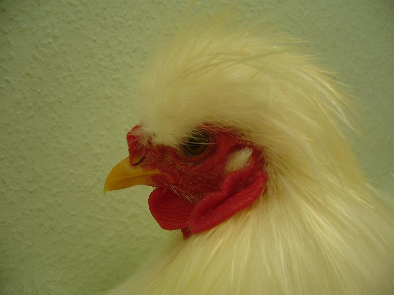 Munster 2009 339.jpg - Siamesische Seidenhühner weiss von Nils Püth